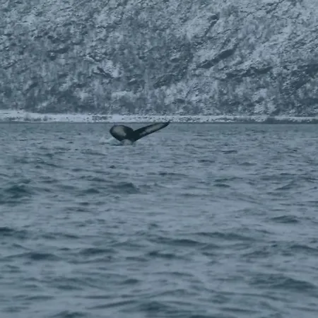 Arctic Aurora View アパート *