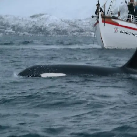 Arctic Aurora View *