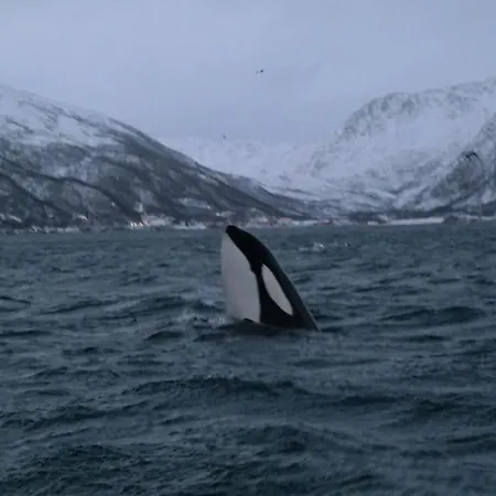 Arctic Aurora View アパート *